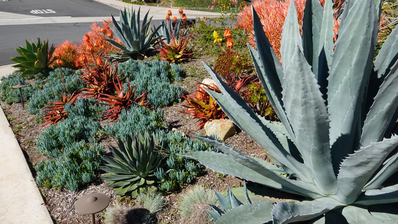 drought tolerant landscaping