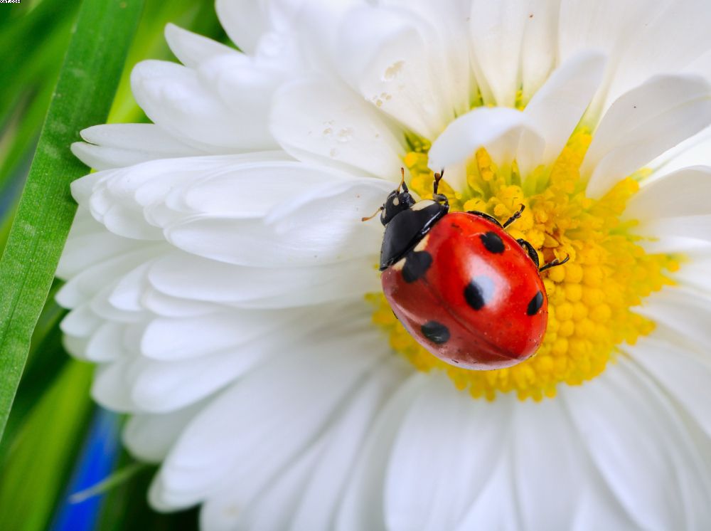 plant health care